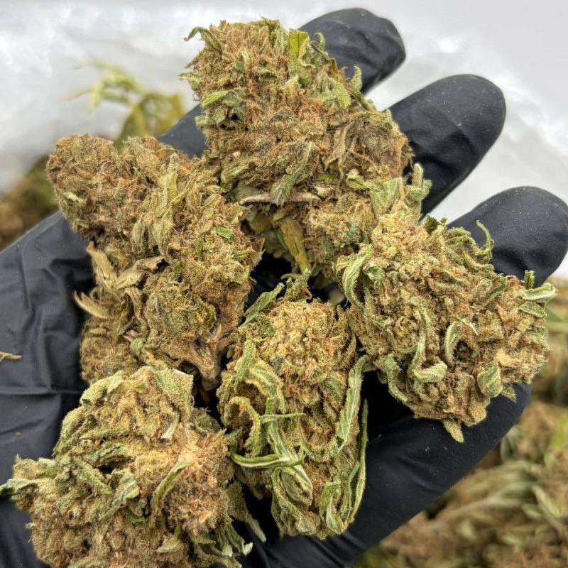 Jack Herer (S)