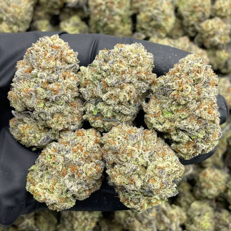 Blackberry Kush Mint (H)