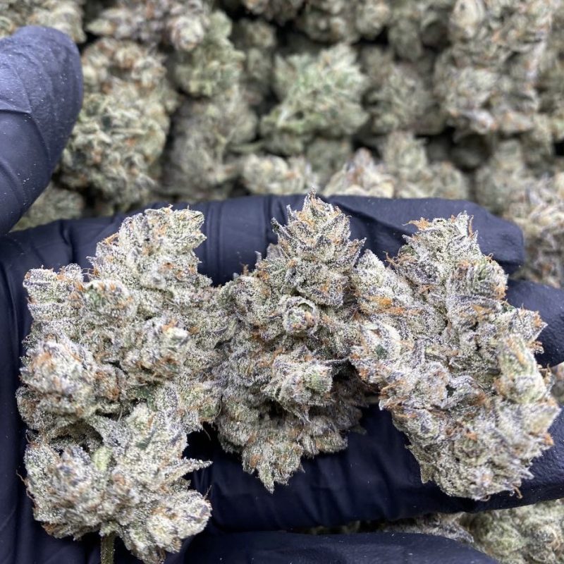 Dante’s Paradise (H)