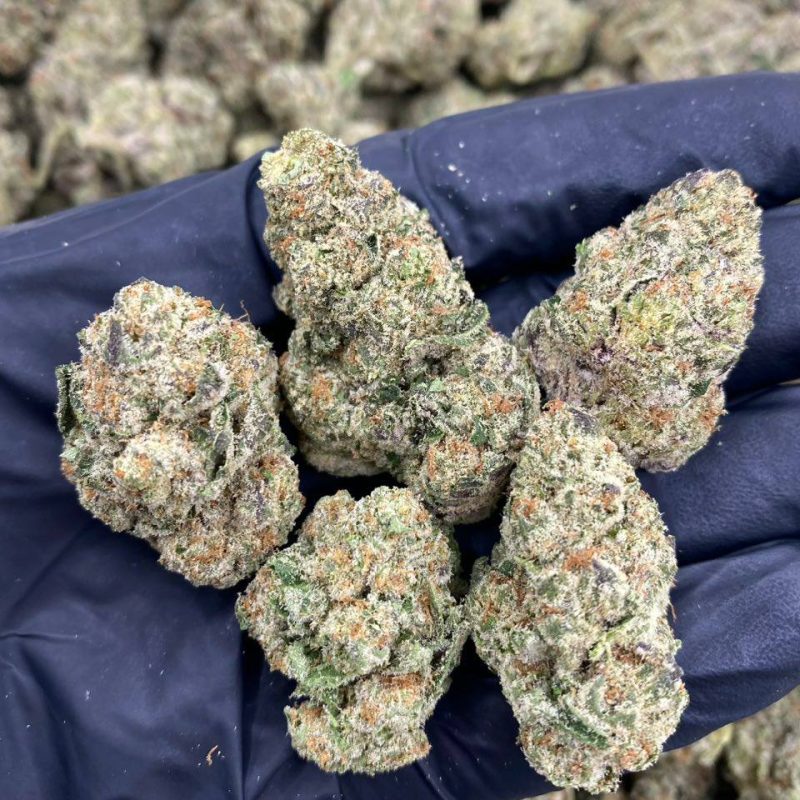 Blue Razz Gushers (I)
