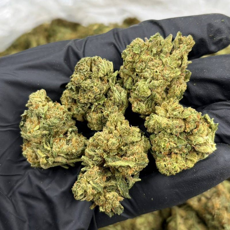 Lemon Cherry Gelato (I)