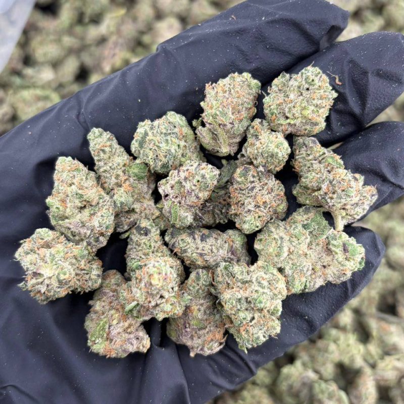 GMO Nerdz (I)(28g)