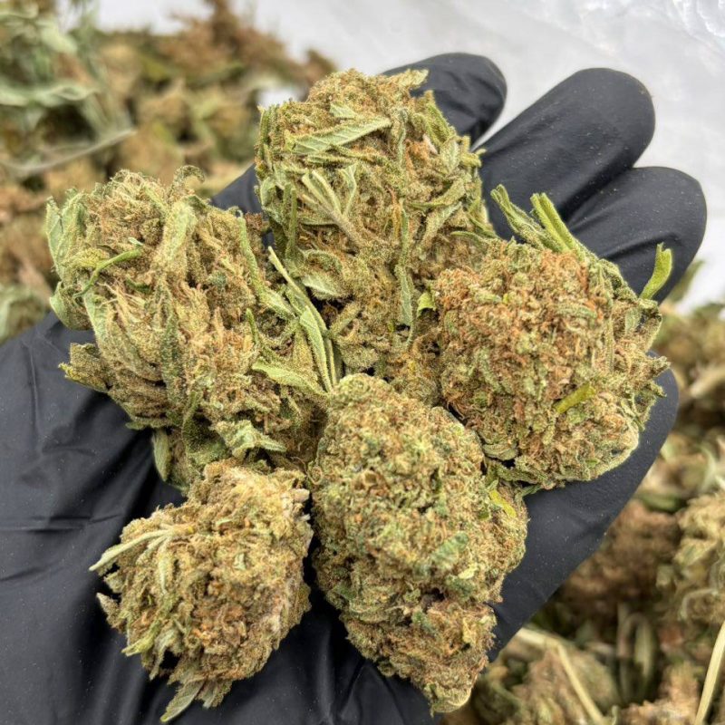 Chem Dawg (H)